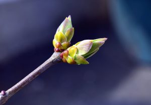 Scopri di più sull'articolo Laudato si del santo Padre Francesco sulla cura della casa comune